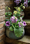 Treppe mit Nicotiana 'Lime Green' (Ziertabak), Petunia (Petunie), Primula obconica (Becherprimel), Viola (Stiefmütterchen)