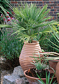 Terracottacontainer mit Chamaerops humilis (Zwergpalme), kleiner Container mit Echeveria