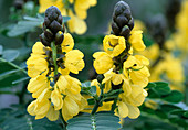 Cassia didymobotrya 'Golden Wonder' (Gewürzrinde)
