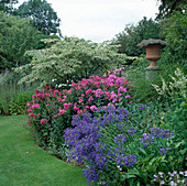 Staudenbeet mit Cornus (Hartriegel), Phlox (Flammenblumen) und Agapanthus (Schmucklilien)