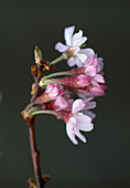 Prunus subhirtella 'Autumnalis' Frühjahrskirsche