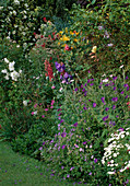 Beet: Geranium (Storchschnabel), Lupinus (Lupinen), Papaver (Mohn), Campanula (Glockenblume), Lilium (Lilien)