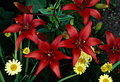 Rote Lilium asiaticum (Lilien) und Anthemis E.C.Buxton (Färberkamille)