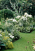 Weißes Beet mit Petunia (Petunien) und Helichrysum (Strukturpflanzen) in großen Vasen, Hosta (Funkien), Onopordum (Eselsdistel), Alchemilla (Frauenmantel)