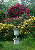 Rhododendron 'Cynthia', Azalea pontica (Rhododendron luteum) , große Vase auf Säule