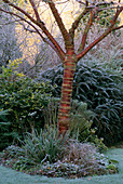 Stamm von Prunus serrula im Winter