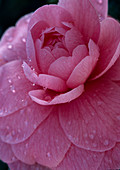 Camellia japonica 'Sacco Vera'