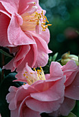 Camellia japonica 'Dazle' (pink)