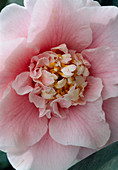 Camellia japonica 'Wilson'