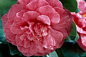 Camellia japonica 'Shiragiku'