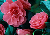 Camellia japonica