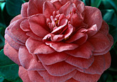 Camellia japonica 'Margherita Serra'