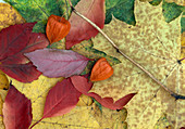 Herbstlaub Physalis (Lampionblume)