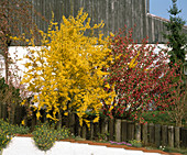 Forsythia x intermedia (Goldglöckchenstrauch)