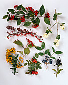 Ornamental shrubs with autumnal fruit decoration-Symphoricarpos racemosus
