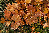 Falling leaves of Norway maple