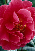 Camellia japonica 'Clifford'