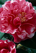 Camellia japonica