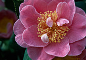 Camellia japonica 'California'