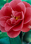 Camellia japonica 'General Coletti'