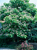 Catalpa bignonioides (trumpet tree)