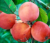 Malus hybr. (ornamental apple)