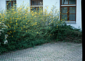 Kerria japonica (Ranunkelstrauch) als Abschirmung eines