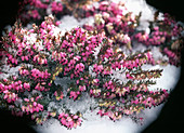 Erica x darleyensis 'Kramer's Rote'