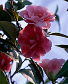 Camellia 'Nuccio's Pearl' / Kamelie
