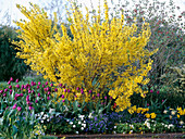 Forsythia 'Lynwood Gold' (Goldglöckchen), Tulipa 'Negrita' (Tulpen)