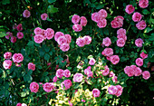 Rosa 'Louise Odier' (Bourbon rose, dauerblühend, starker Duft)
