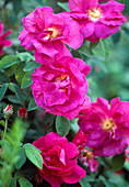 Rosa gallica 'Officinalis' (apothecary rose, intense fragrance!)