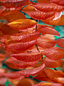 Prunus sargentii (Scarlet Cherry)