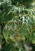 Acer palmatum 'Dissectum Viridis'