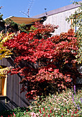Acer palmatum 'Atropurpureum' (Red fan maple)