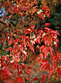 Acer ginnala