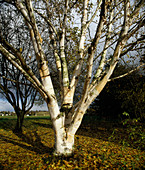 Betula jaquemontii