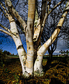 Betula jaquemontii