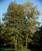 Betula utilis (white Himalayan birch)