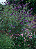 Buddleia davidii