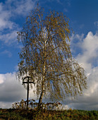 Betula verrucosa 'Tristis'