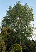 Betula papyrifera