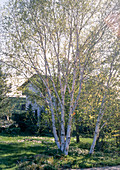 Betula utilis