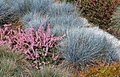 Calluna vulgaris 'Peter Sparkes'