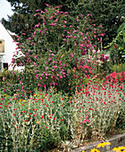 Buddleia davidii