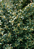 Buxus Sempervirens Var. Arborescens