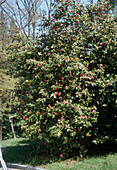 Camellia japonica