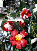 Camellia sasanqua 'Yuletide' camellia