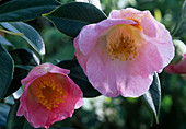 Camellia Higo 'Yukimi Guruma'