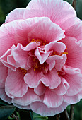 Camellia japonica